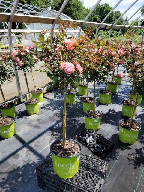 Rosa Coral Knock Out®