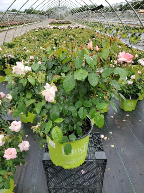 Rosa Peachy Knock Out®