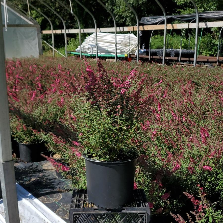 Buddleia davidii Monarch® 'Prince Charming'