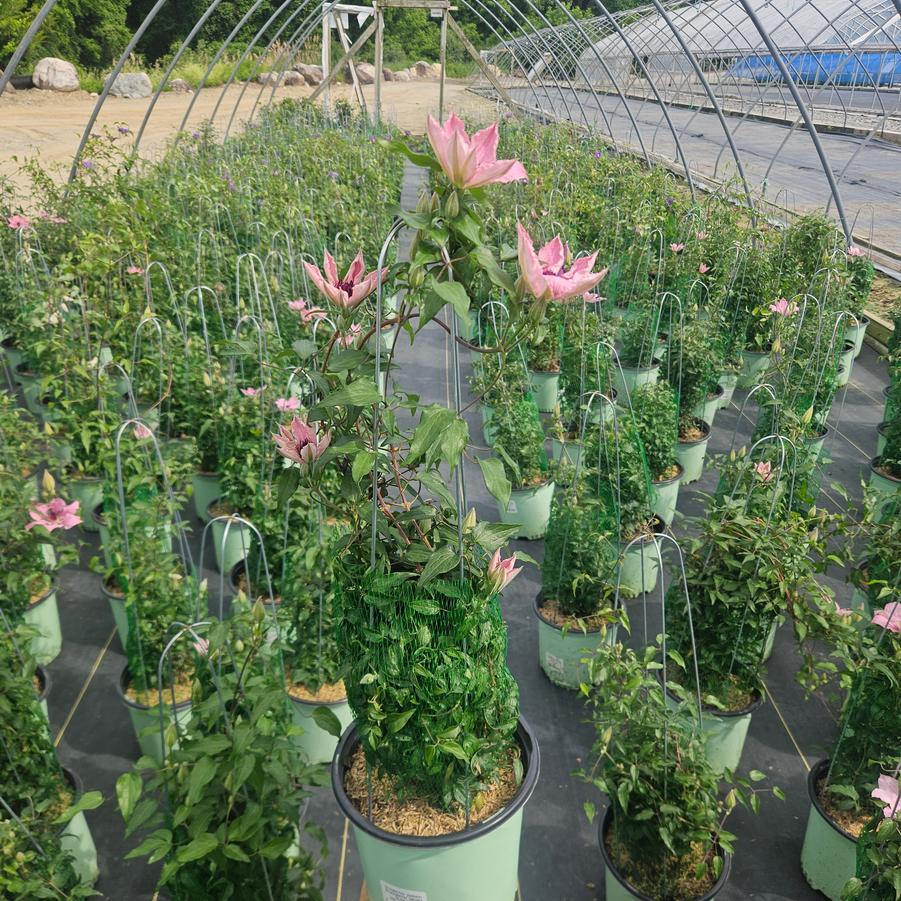 Clematis x Boulevard® Sarah Elizabeth™