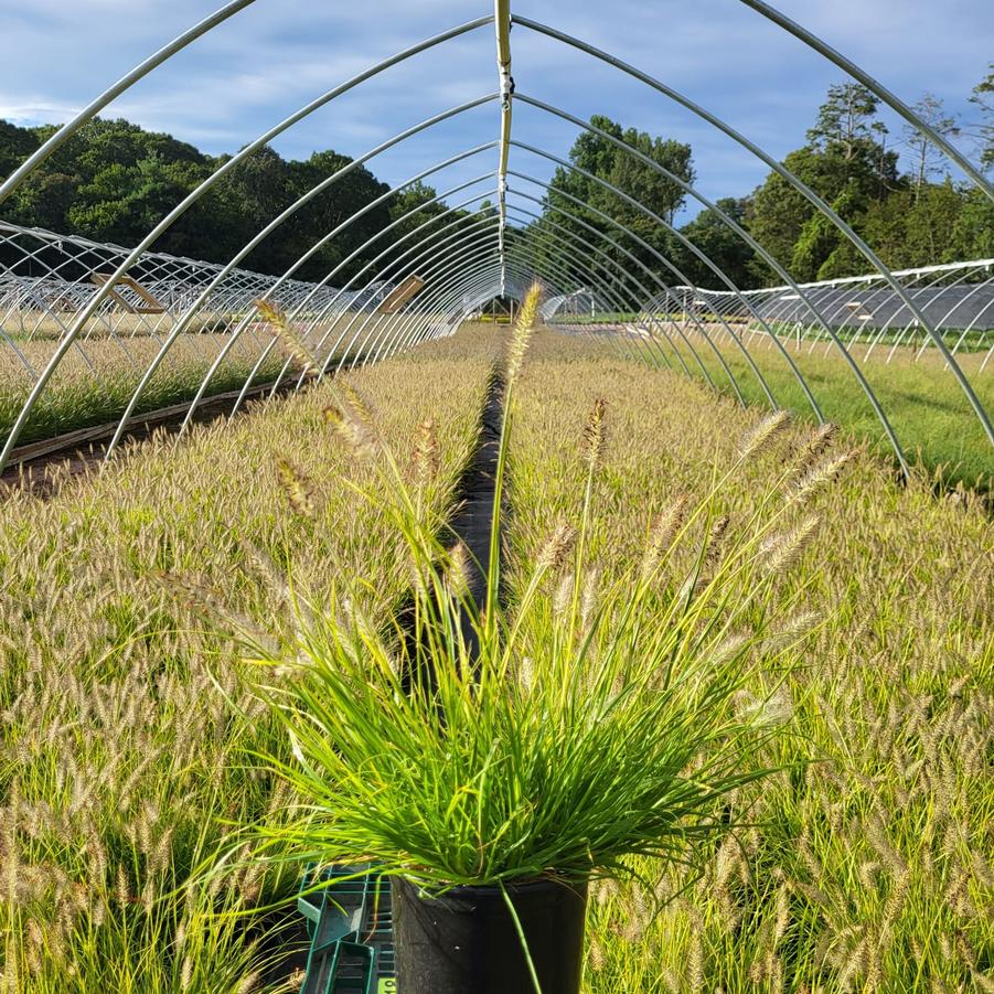 Pennisetum alopecuroides Lumen Gold™