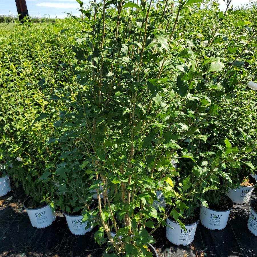 Hibiscus syriacus White Pillar®