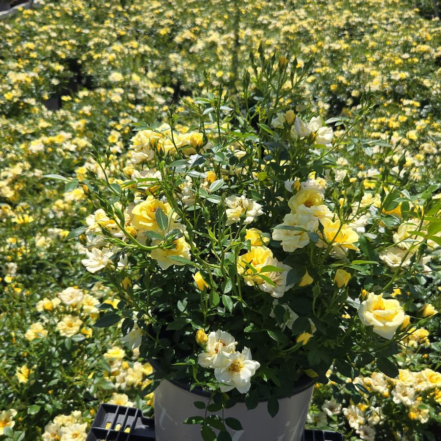 Rosa Lemon Drift®