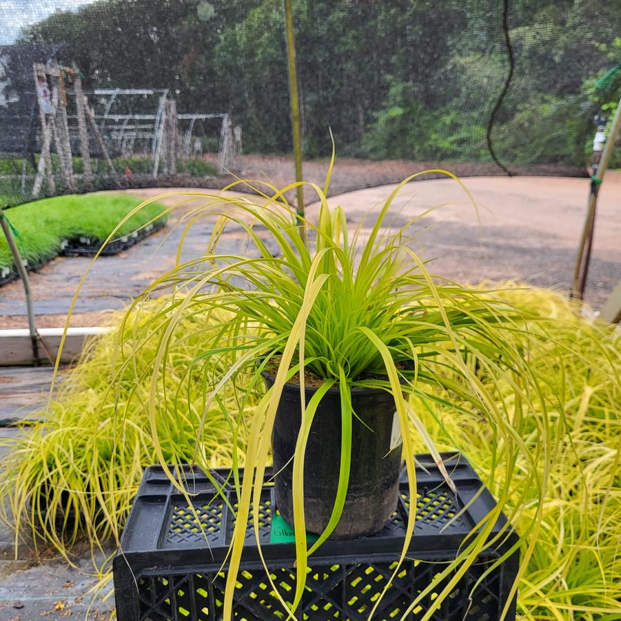 Carex oshimensis EverColor® Everillo