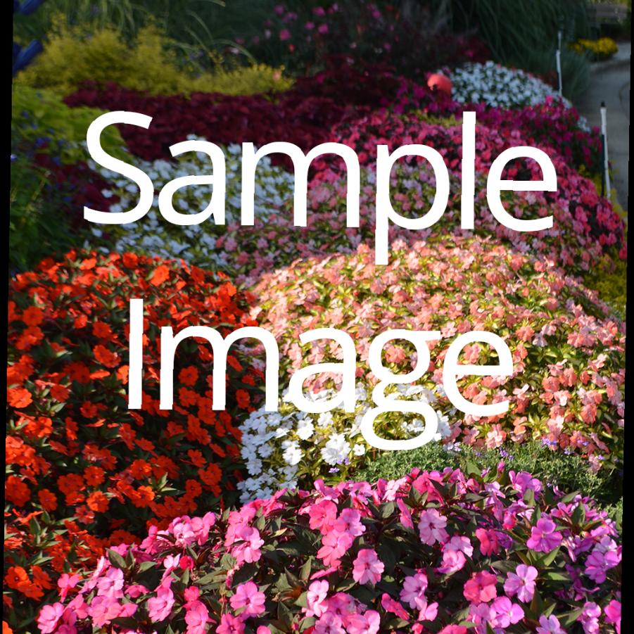 Echinacea purpurea 'Magnus'