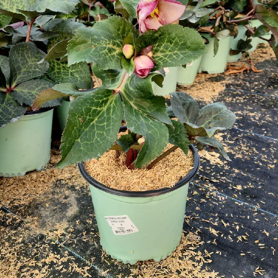 Helleborus Frostkiss® 'Glenda's Gloss'