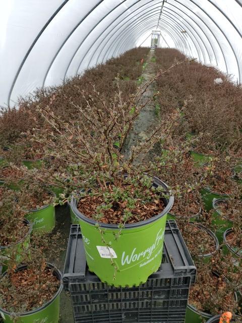 Berberis thunbergii WorryFree® Crimson Cutie®