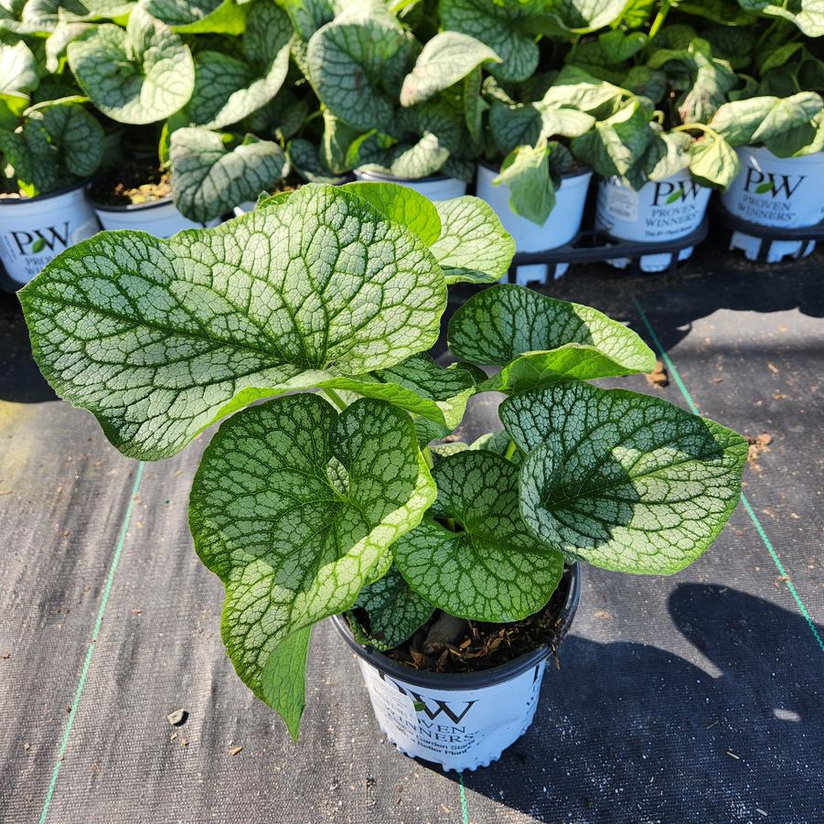 Brunnera macrophylla 'Jack of Diamonds'