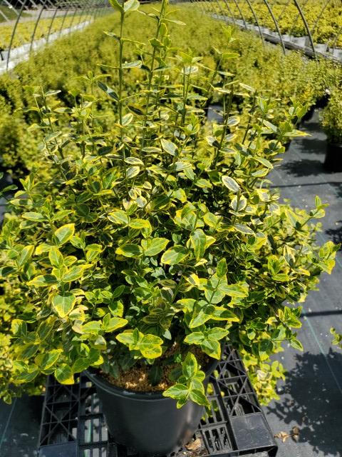 Euonymus f. 'Emerald 'n' Gold'