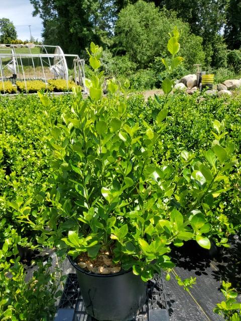 Euonymus kiautschovicus 'Manhattan'