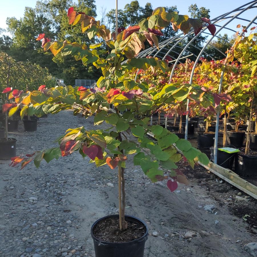 Cercis canadensis Flame Thrower®