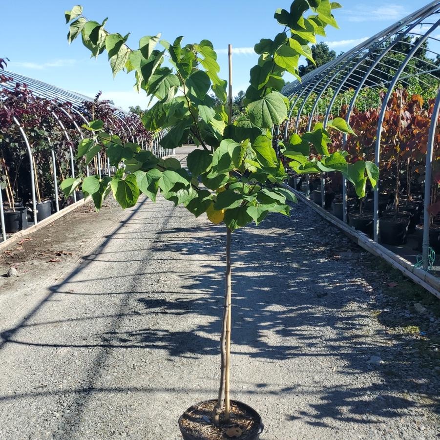 Cercis canadensis 'Appalachian Red'