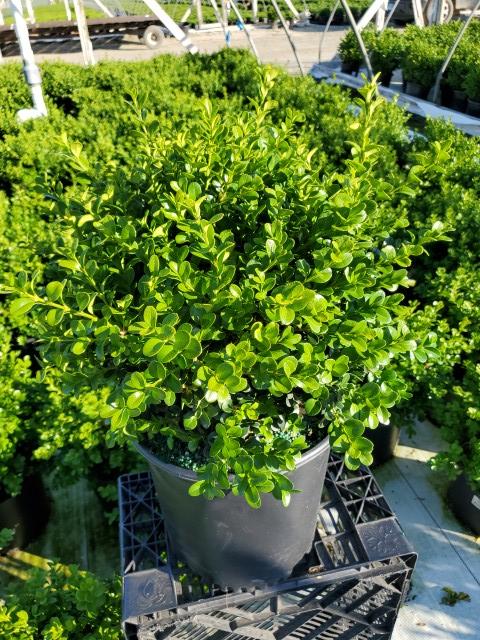 Buxus micro. jap. 'Green Beauty'