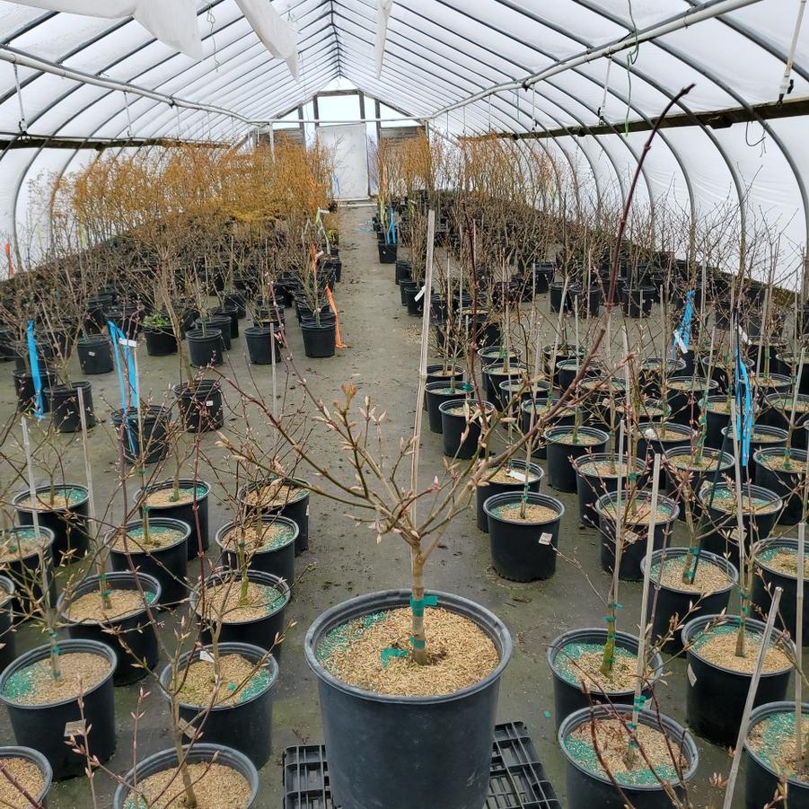 Acer shirasawanum 'Autumn Moon'