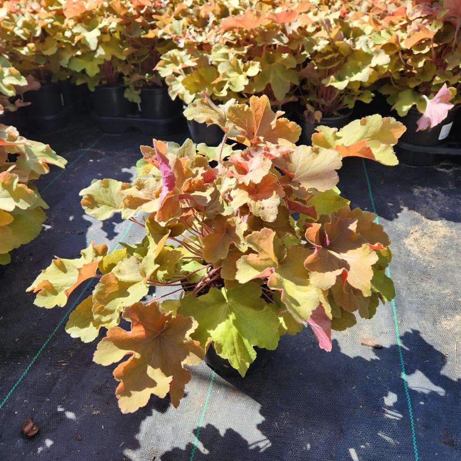 Heuchera villosa Caramel