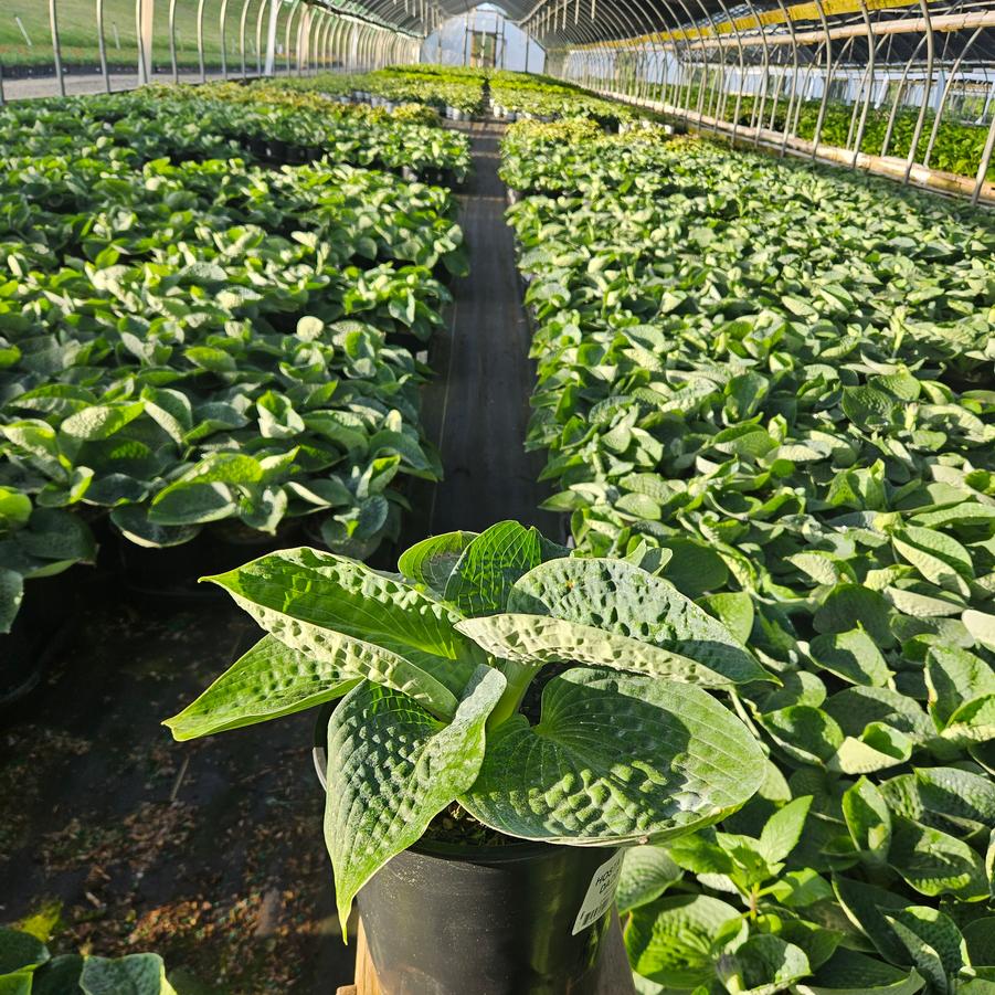 Hosta x 'Big Daddy'