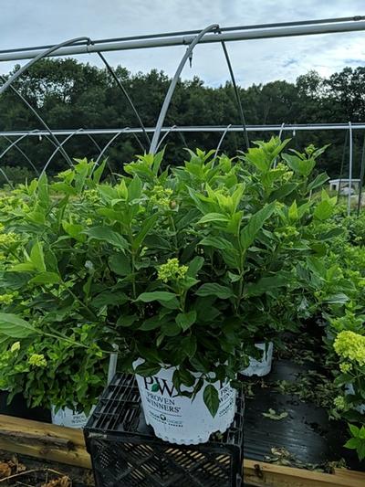 Hydrangea paniculata Little Lime®