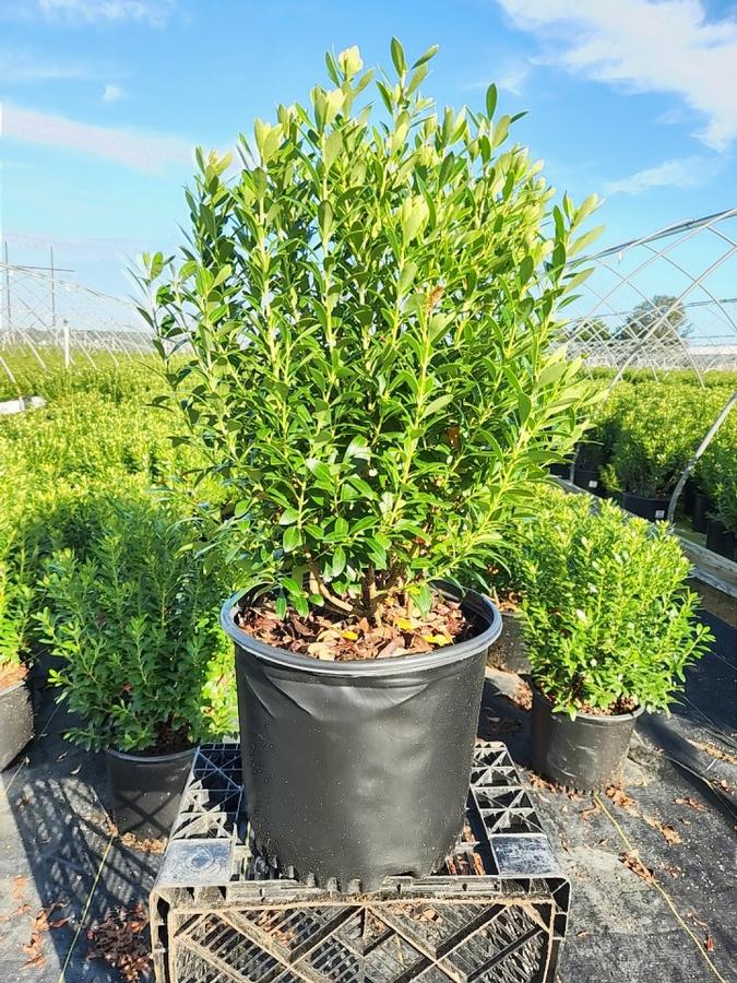 Ilex glabra 'Shamrock'