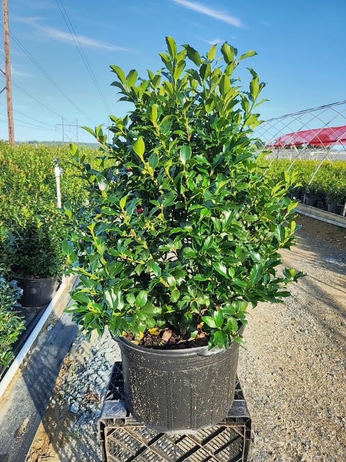 Ilex X meserveae Blue Maid