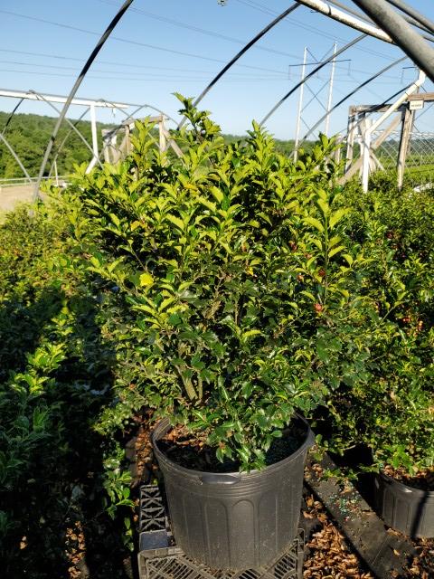 Ilex X meserveae Blue Princess