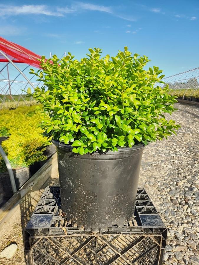 Ilex crenata 'Drops of Gold'