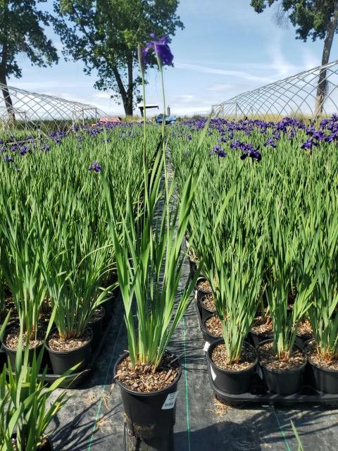 Iris sibirica Caesar's Brother