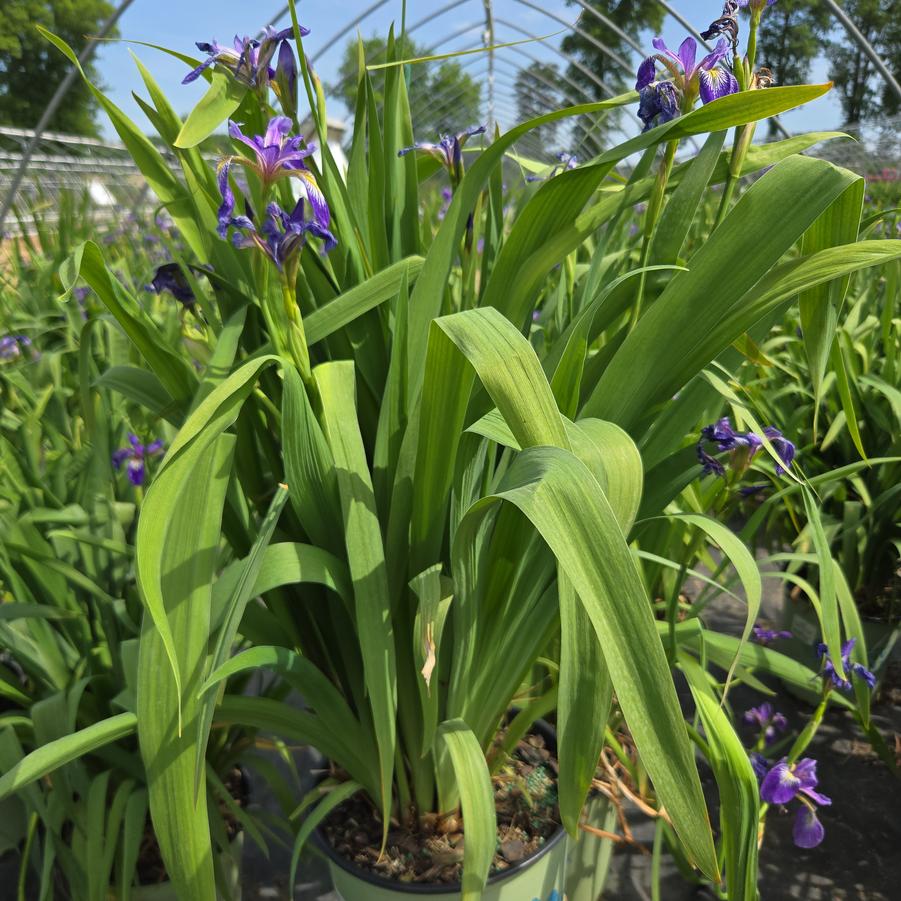 Iris versicolor 