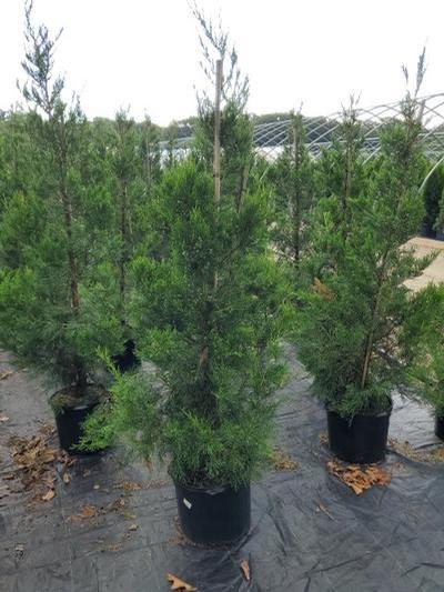 Juniperus c. Hetzii columnaris