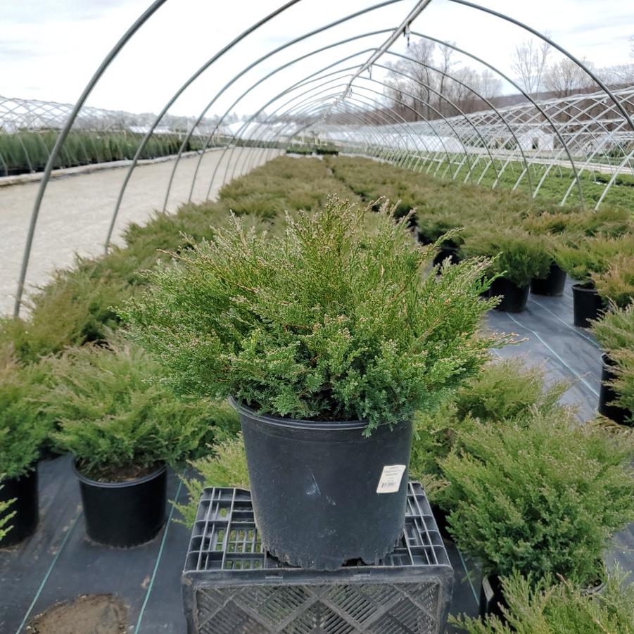 Juniperus hor. P.C. Youngstown