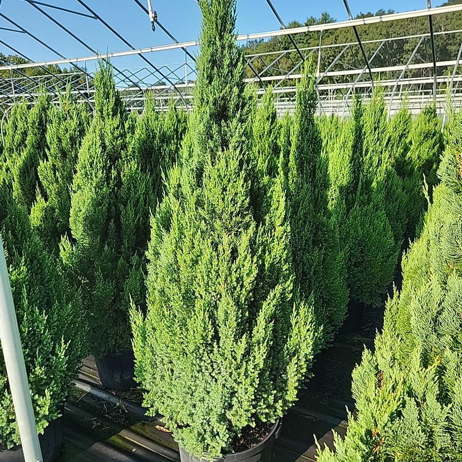 Juniperus chinensis Blue Point
