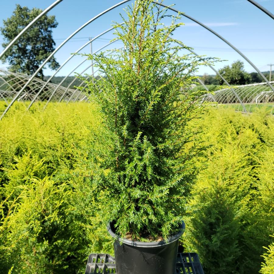 Juniperus communis Gold Cone
