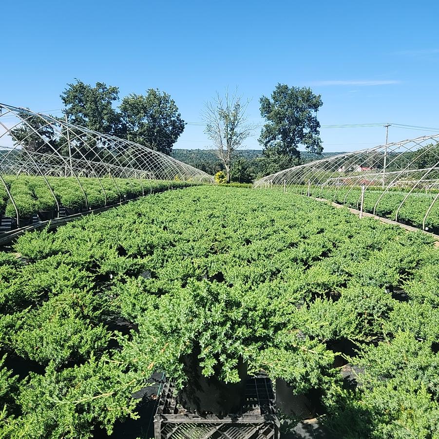 Juniperus conferta Blue Pacific