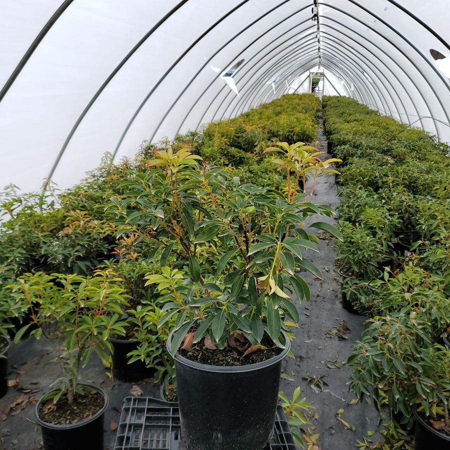 Kalmia latifolia 'Carousel'