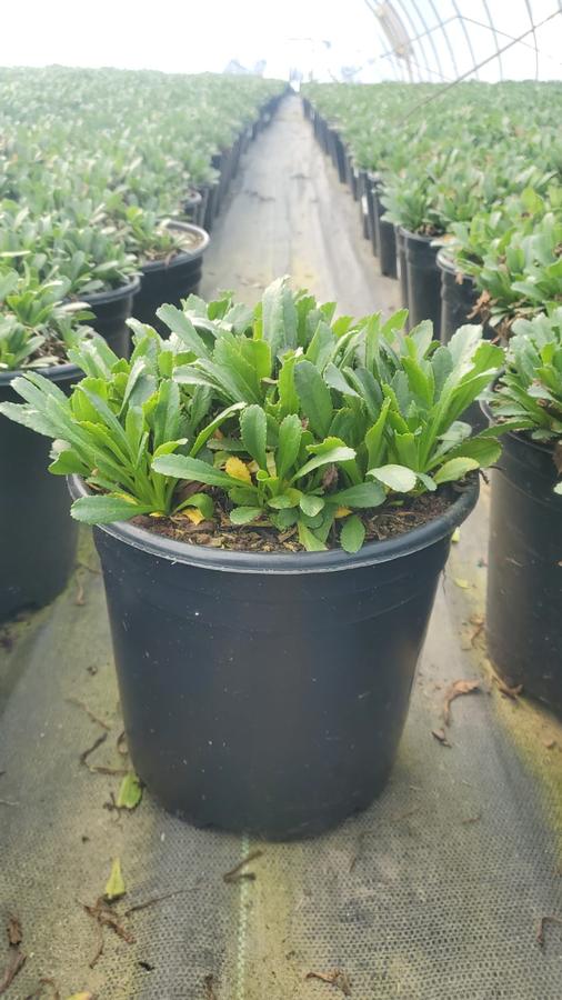 Leucanthemum superbum 'Snowcap'
