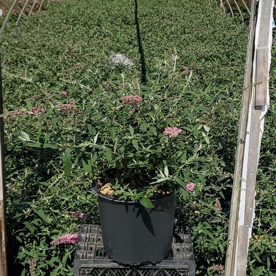 Buddleia davidii 'Pink Cascade'