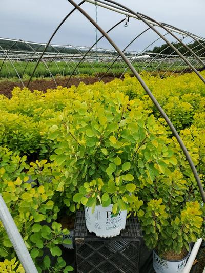 Cotinus coggygria Winecraft Gold®