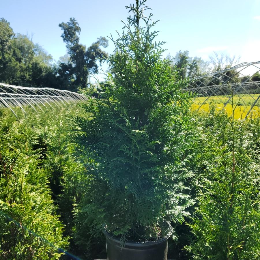 Thuja x plicata 'Junior Giant'