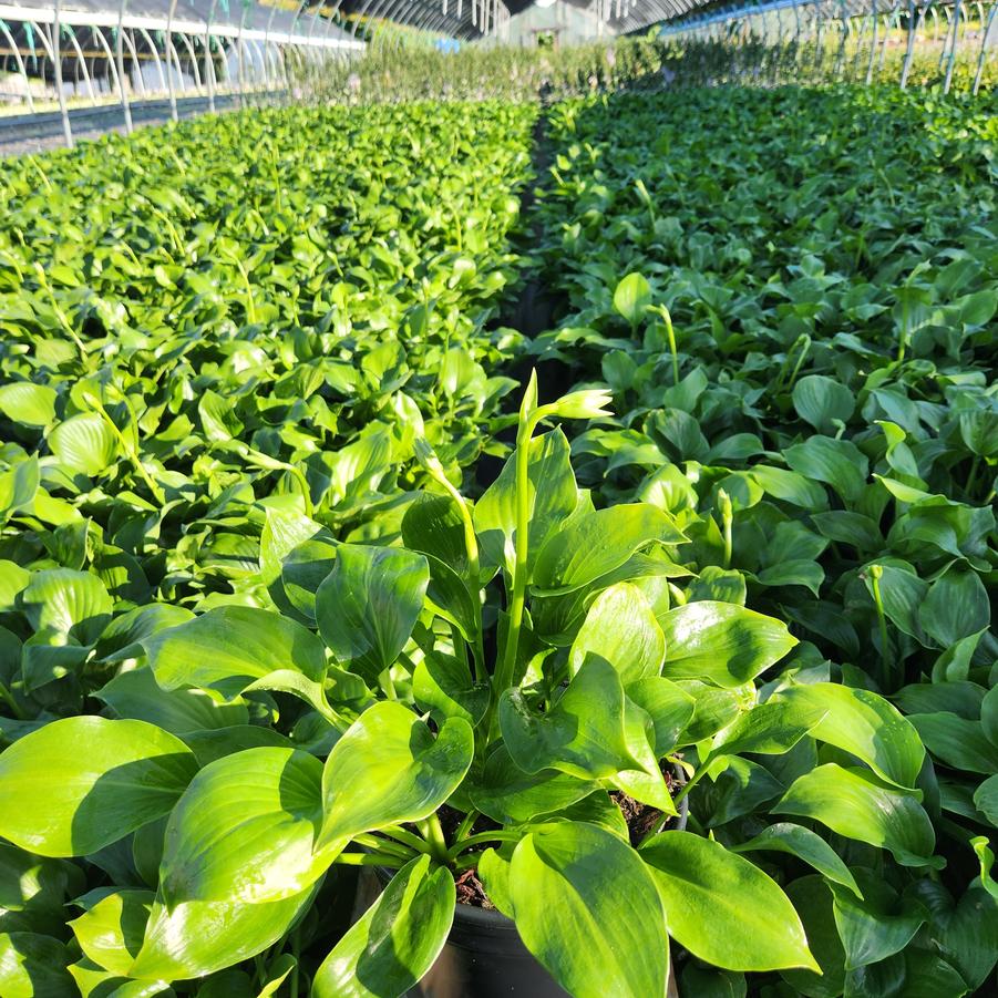 Hosta x 'Royal Crest'