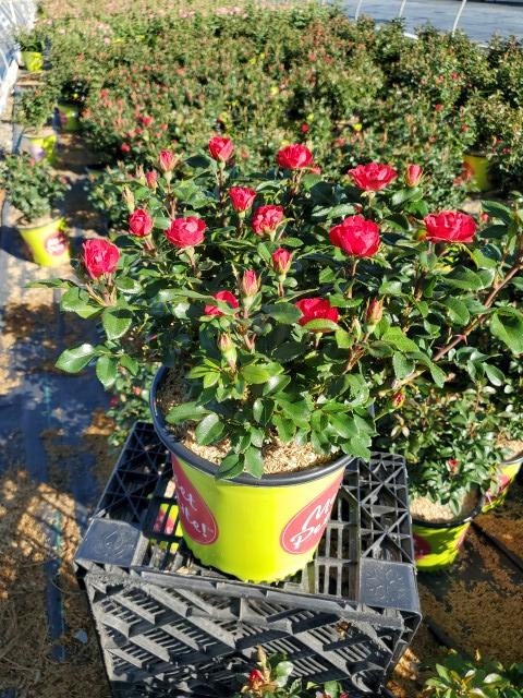 Rosa Petite Knock Out®