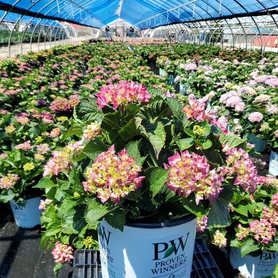 Hydrangea macrophylla Wee Bit Giddy®