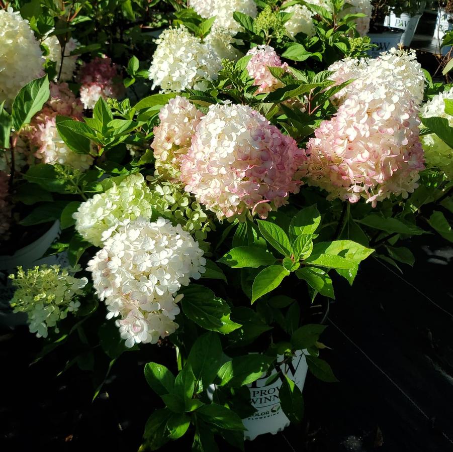 Hydrangea paniculata Fire Light Tidbit®