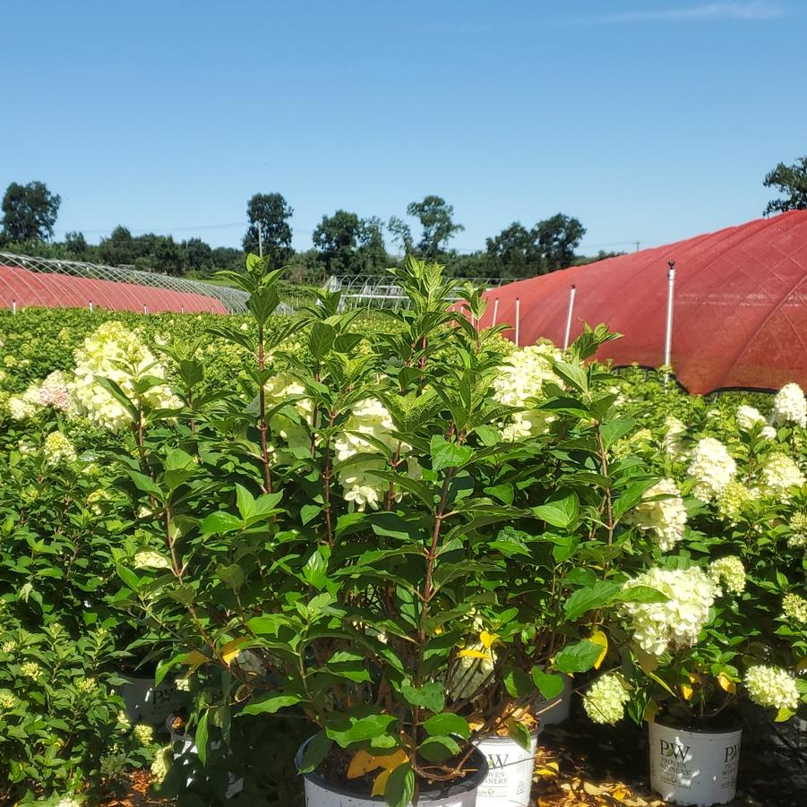 Hydrangea paniculata Limelight Prime®