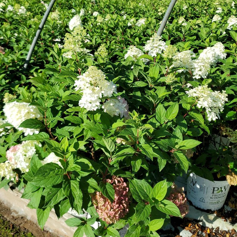 Hydrangea paniculata Quick Fire Fab®