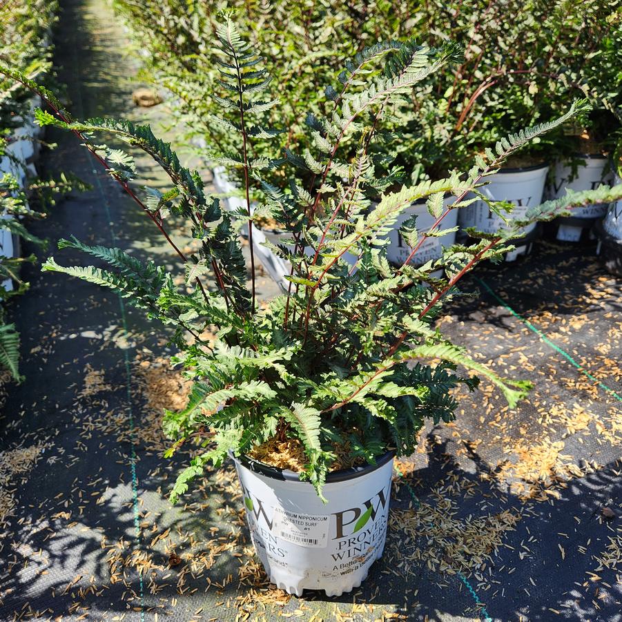 Anthyrium niponicum 'Crested Surf'