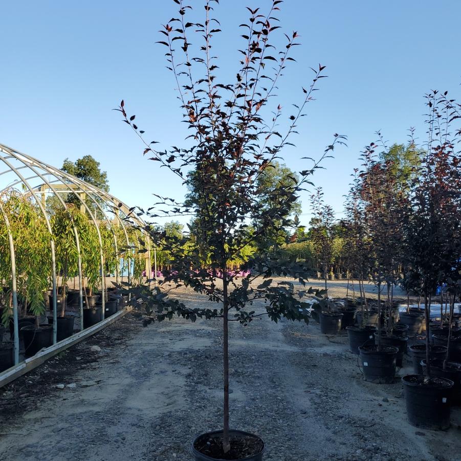 Malus X Royal Raindrops®