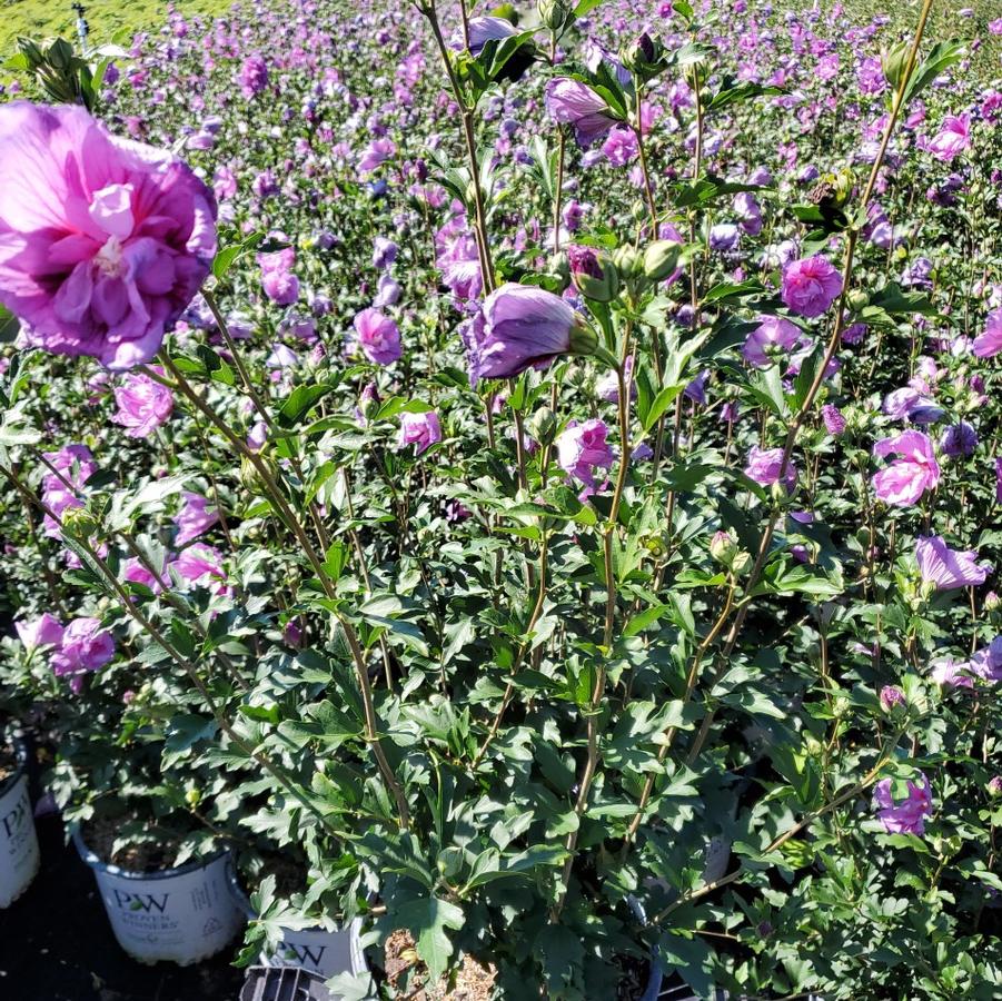 Hibiscus syriacus Dark Lavender Chiffon®