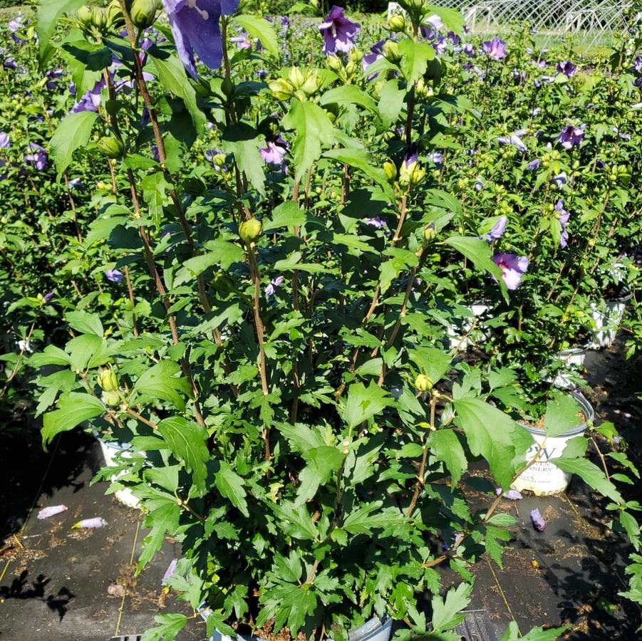 Hibiscus x Paraplu Violet®