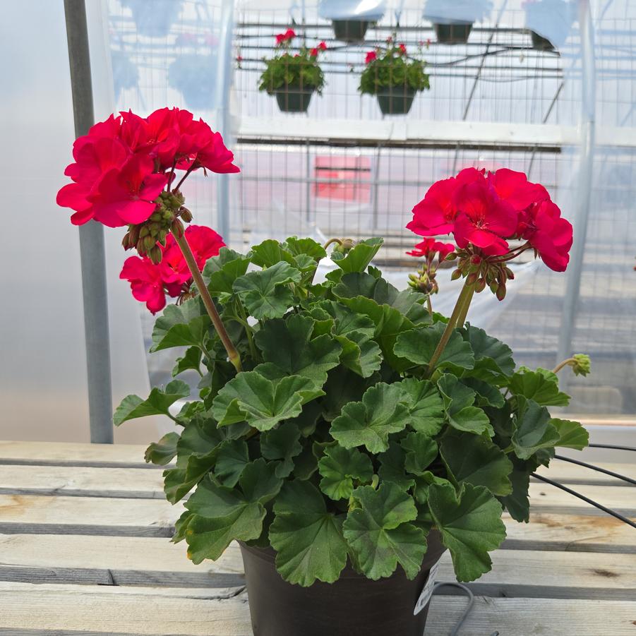 Geranium Zonal