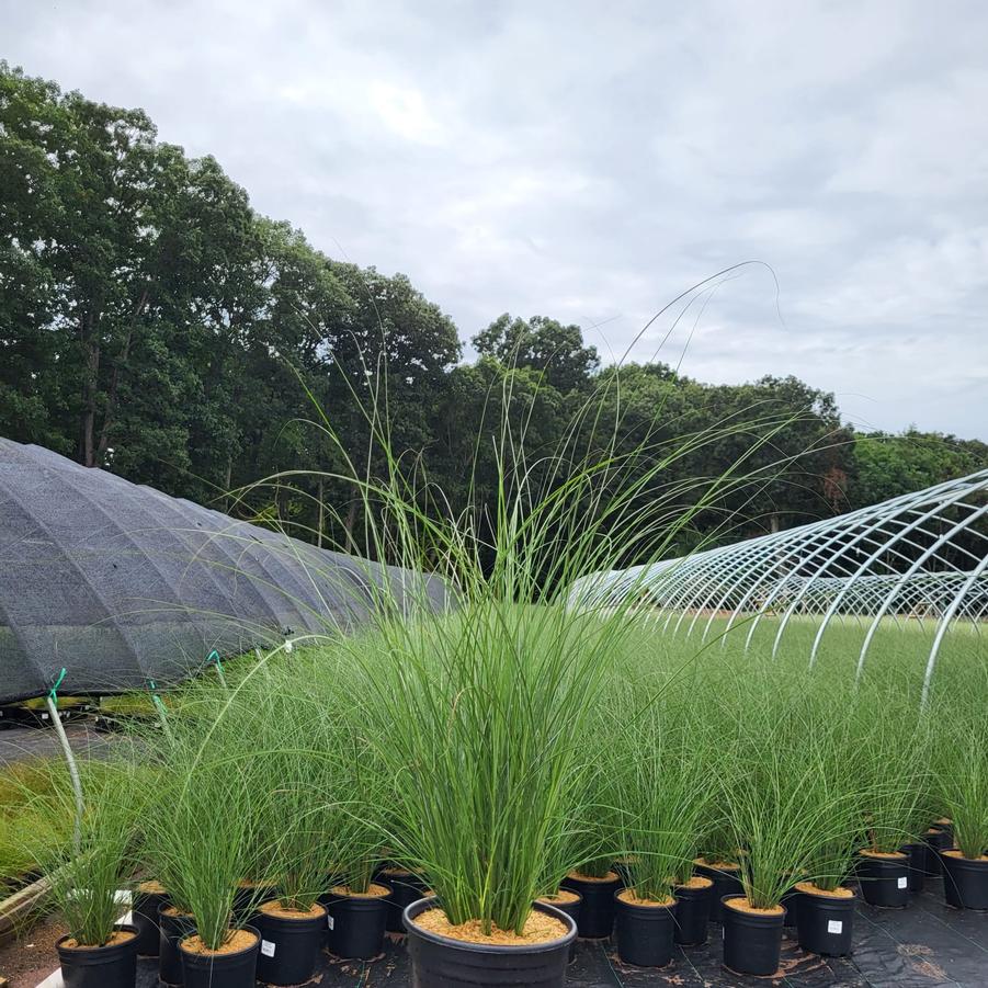 Miscanthus sinensis 'Gracillimus'