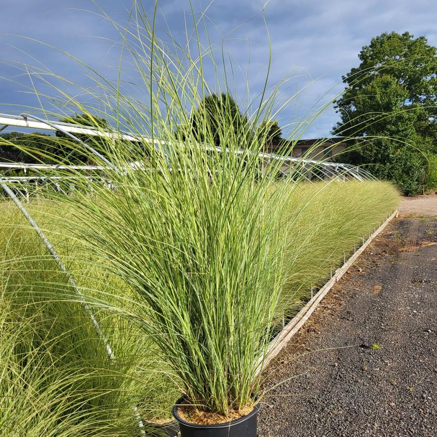 Miscanthus sinensis Morning Light